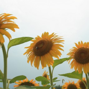 8月10楼观台金葵花外拍