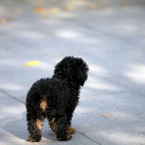 环境公园碰到个可爱小狗狗