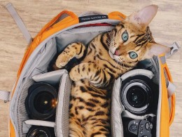 环游世界的猫咪