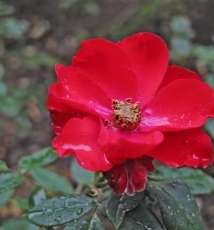 俄罗斯女孩镜观北京胡同