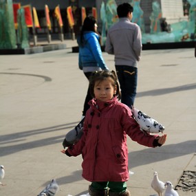 假如我是一只和平鸽