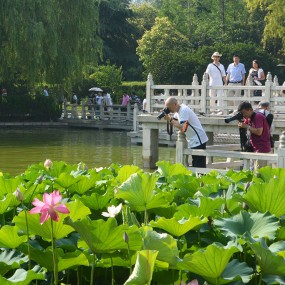 今日夏至但看荷花