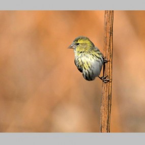 冬日杂记《黄雀、蜡嘴、绣眼、一对鸳鸯》