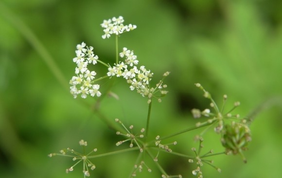 ［西藏图记］这几朵野花