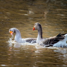 琴瑟和谐—天鹅交配纪实