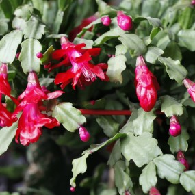 阳台上鲜花盛开