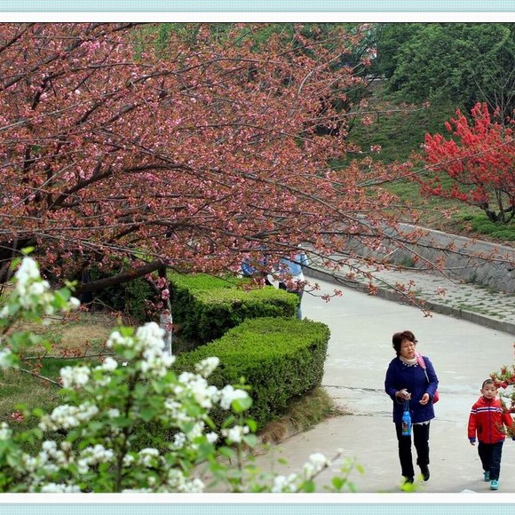 交大与青龙寺的樱