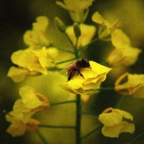 后期处理小蜜蜂