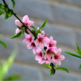 系念桃花入梦来