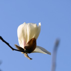 玉兰花开又一春