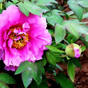 百花齐放——牡丹艳丽