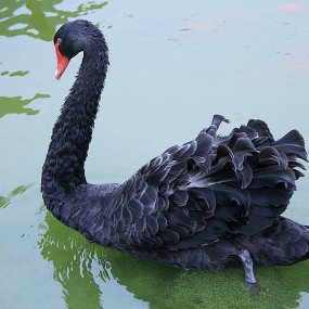 黑天鹅的舞姿一样流畅