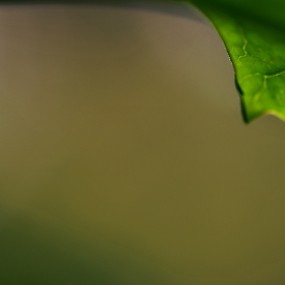 ——小螳螂——