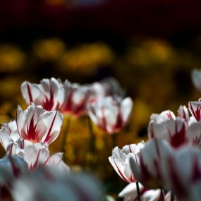 再来，继续... ...