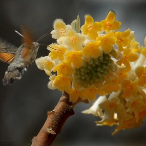 结香花开引的蜂蛾采蜜来