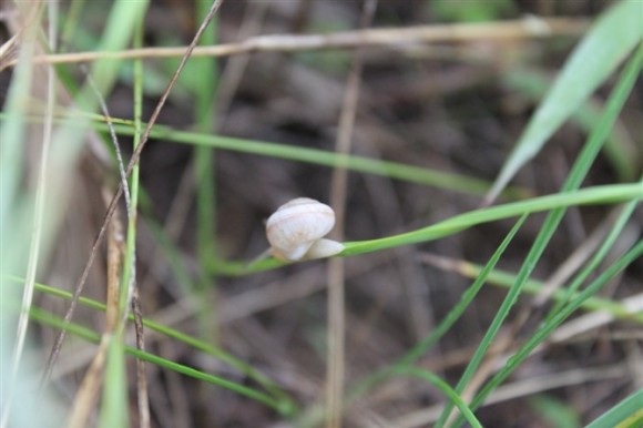 山丹丹花开红艳艳