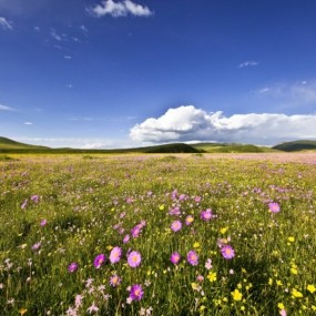 山野的清新及生命的跃动
