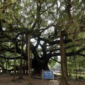 独木成林-阳朔大榕树