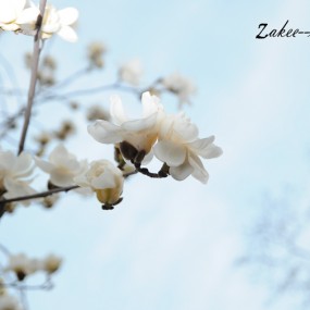 你的圣洁-我的仰望