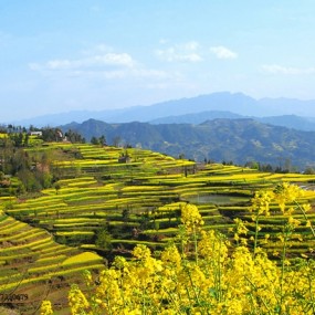 关于2012汉中油菜花节的消息