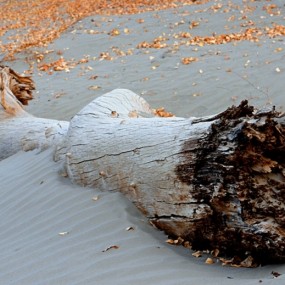 你睡了_航海王基德