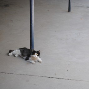 院儿里的小猫....