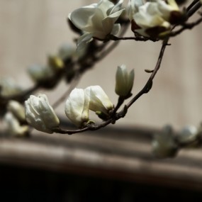 0326采风片子（花。 鸟 。人）