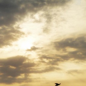 高磅-朝阳中的飞鸟-威海-早晨