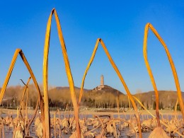 残荷金拱映玉泉