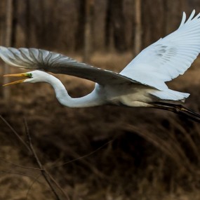 鸟之天堂—西安浐灞