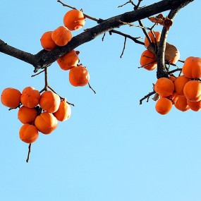 秦岭晚秋风光（多图）不用支付元宝就能看的