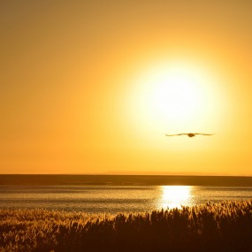 和谐之美---居延海