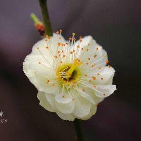 各种花-你认识么