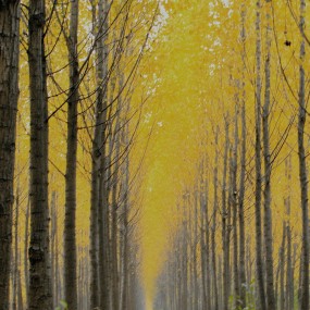 影像一一古城绝景、 黄金甲