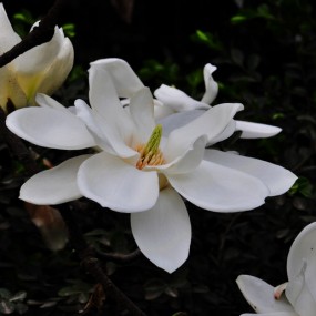 师大的花都开咯~春天到咯！