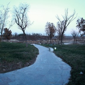 1210，浐灞，低色温拍摄芦花