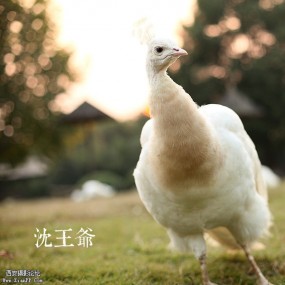 去动物园看动物才是正经事