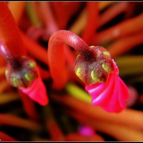 小小植物，多多批评~~