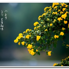 菊绽咸阳满城香