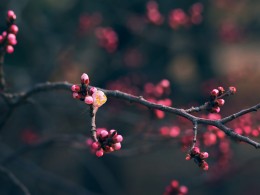 又一次四季轮回