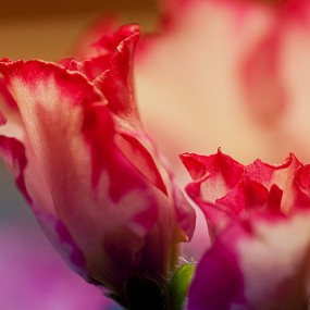 比利时杜鹃（一）