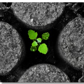 雨后的花花草草