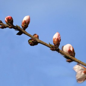 春天，万物复苏，桃花开了，一朵朵娇艳欲滴，煞是喜人。