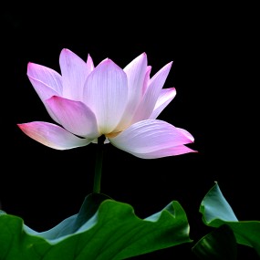 植物园拍【荷花】