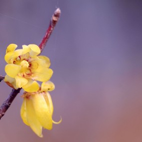 敖骨峥嵘----腊梅