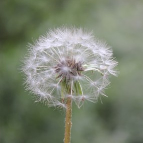 蒲公英