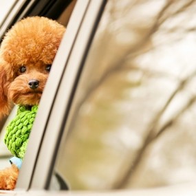 这年头请两个大腕容易吗