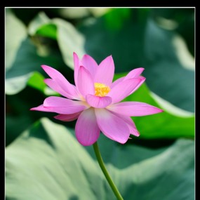 好久木有来了，上几张pp