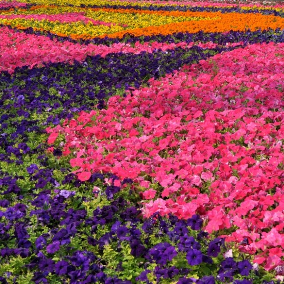 世博园里鲜花儿朵朵开