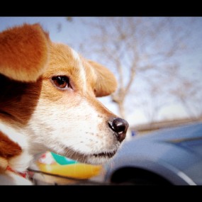 两只狗狗的幸福生活